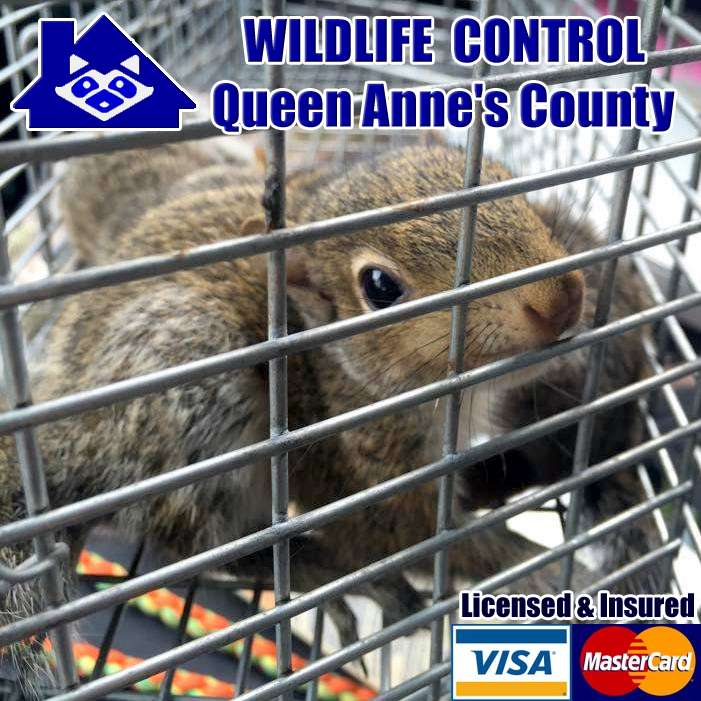 Wildlife Control Queen Annes County | 2977 4-H Park Rd #210, Centreville, MD 21617 | Phone: (410) 777-8915