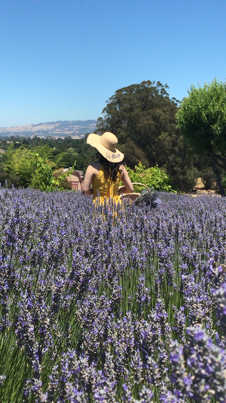 Lavender Bee Farm | 746 Chapman Ln, Petaluma, CA 94952 | Phone: (707) 789-0554