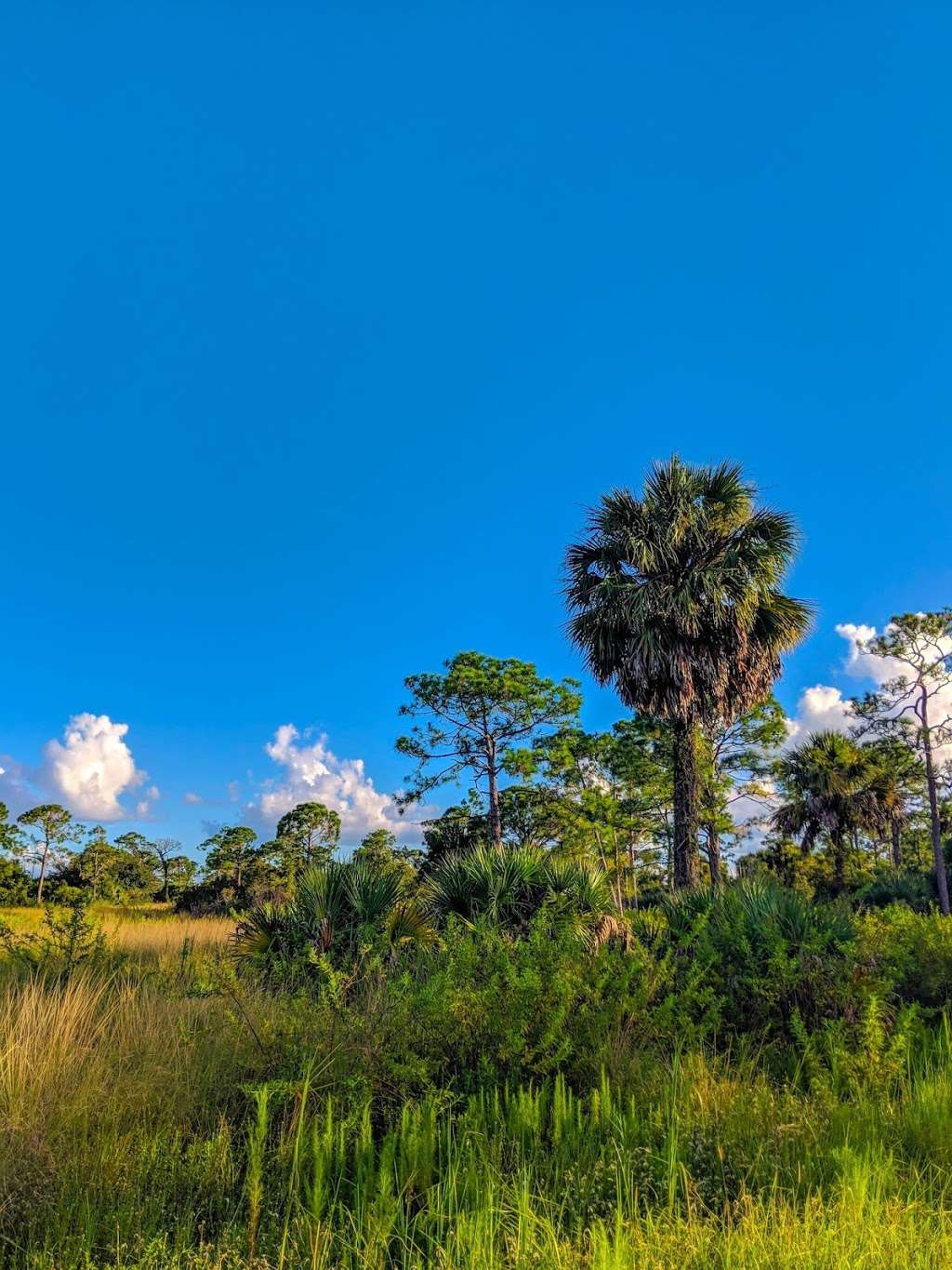 Dupuis Boardwalk & Observation Platform | Florida, USA