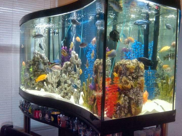 Artistic Aquatics | 1035 Forest View Dr N, Ellettsville, IN 47429, USA | Phone: (812) 929-2729