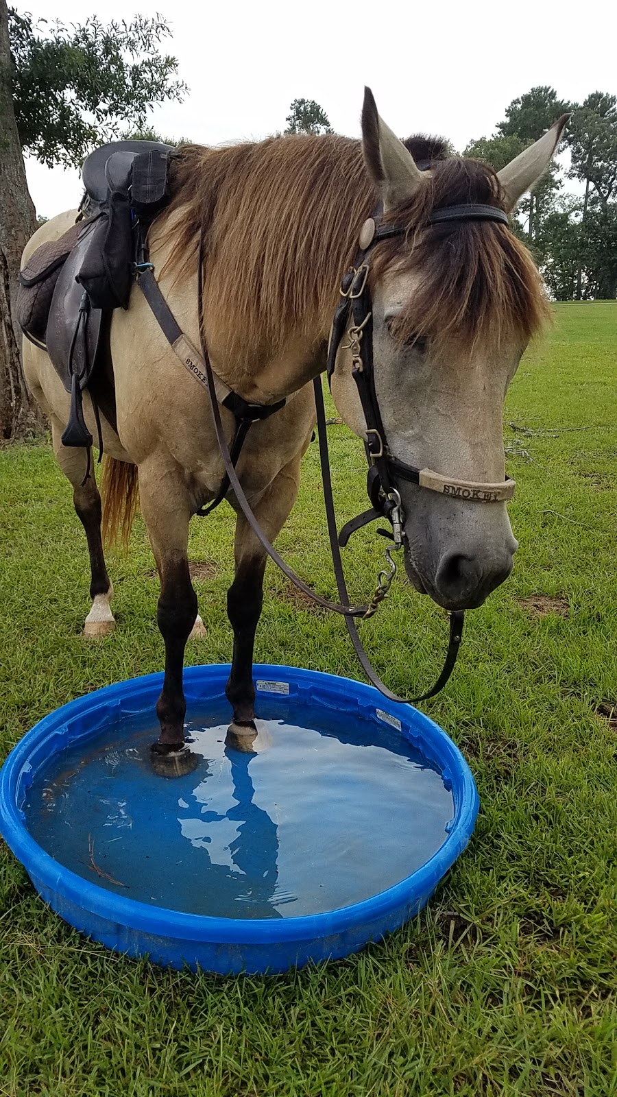 Iron Horse Guest Ranch | 25896 Riley Rd, Plantersville, TX 77363, USA | Phone: (936) 419-3425