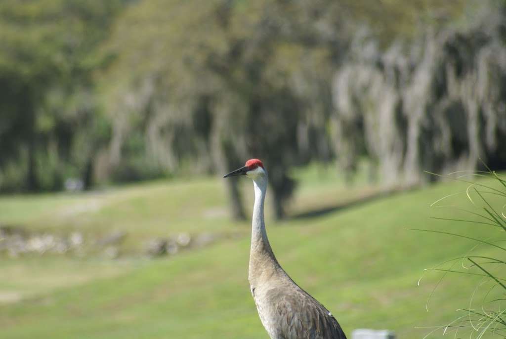 Forest Lake Golf Club | 10521 Clarcona Ocoee Rd, Apopka, FL 32703, USA | Phone: (407) 654-4653