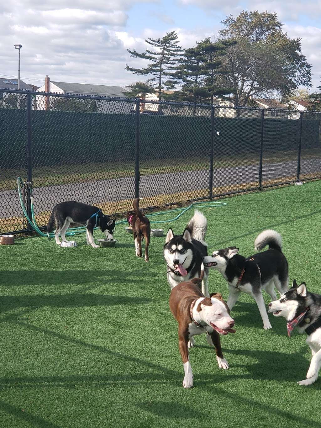 Wantagh Park Dog Run | 1 King Rd, Wantagh, NY 11793, USA | Phone: (516) 571-7461