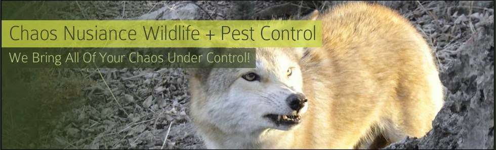 Chaos Wildlife/Animal Removal and Pest Control | 515 Decatur Ave, Peekskill, NY 10566, USA | Phone: (914) 618-5552