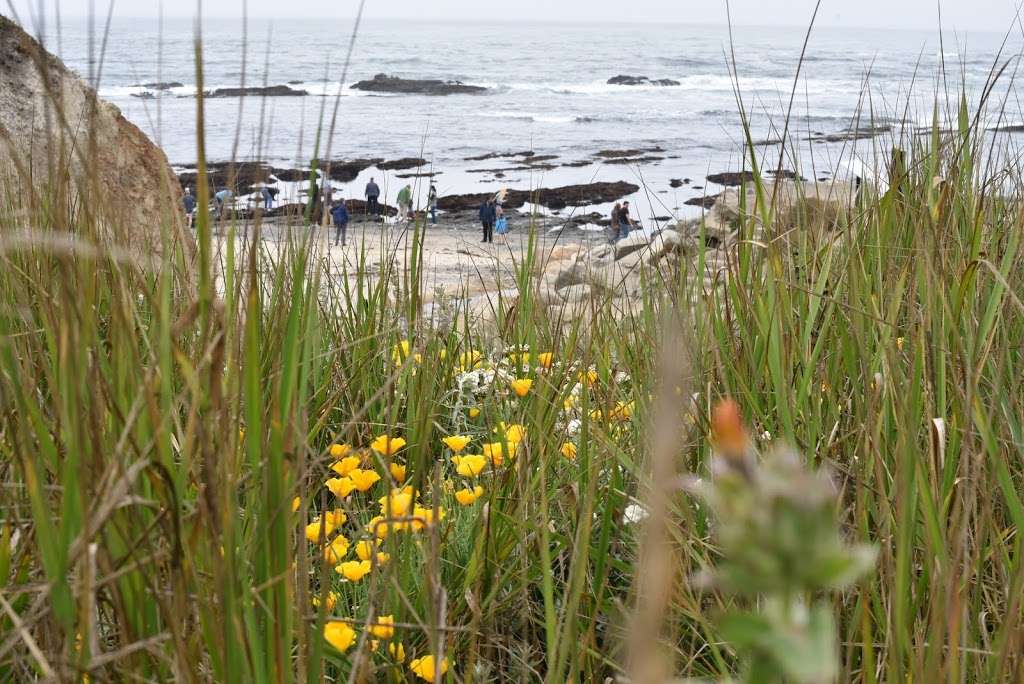 Seal Cove | Seal Cove Trail, Moss Beach, CA 94038, USA