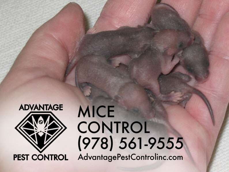 Advantage Pest Control, Inc | 239 Boston St #209, Topsfield, MA 01983 | Phone: (978) 561-9555