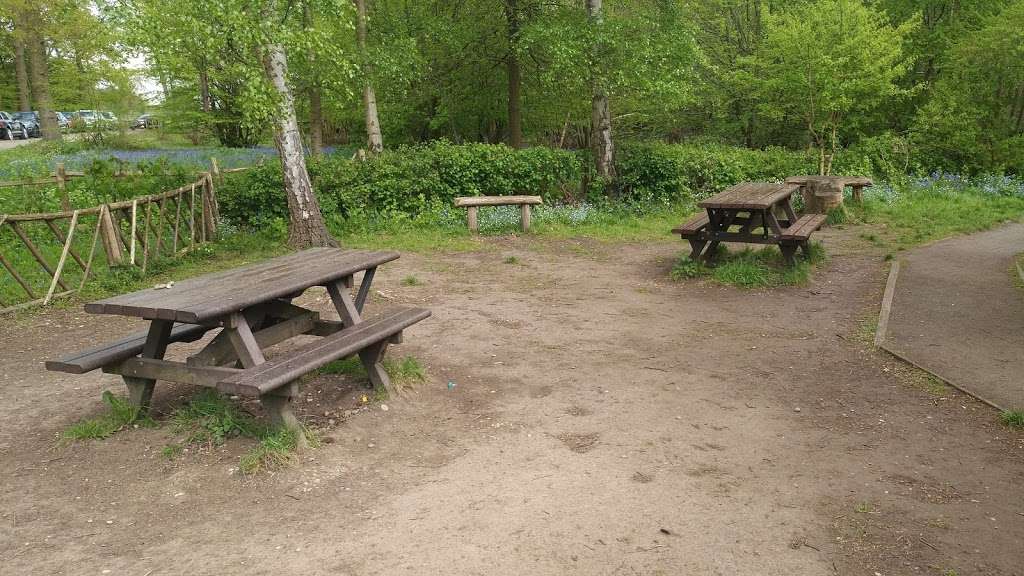 Norsey Wood Local Nature Reserve | Outwood Common Rd, Billericay CM11 1HA, UK | Phone: 01277 624553