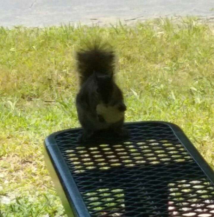 Claremont City Park | 3430 E Main St, Claremont, NC 28610, USA