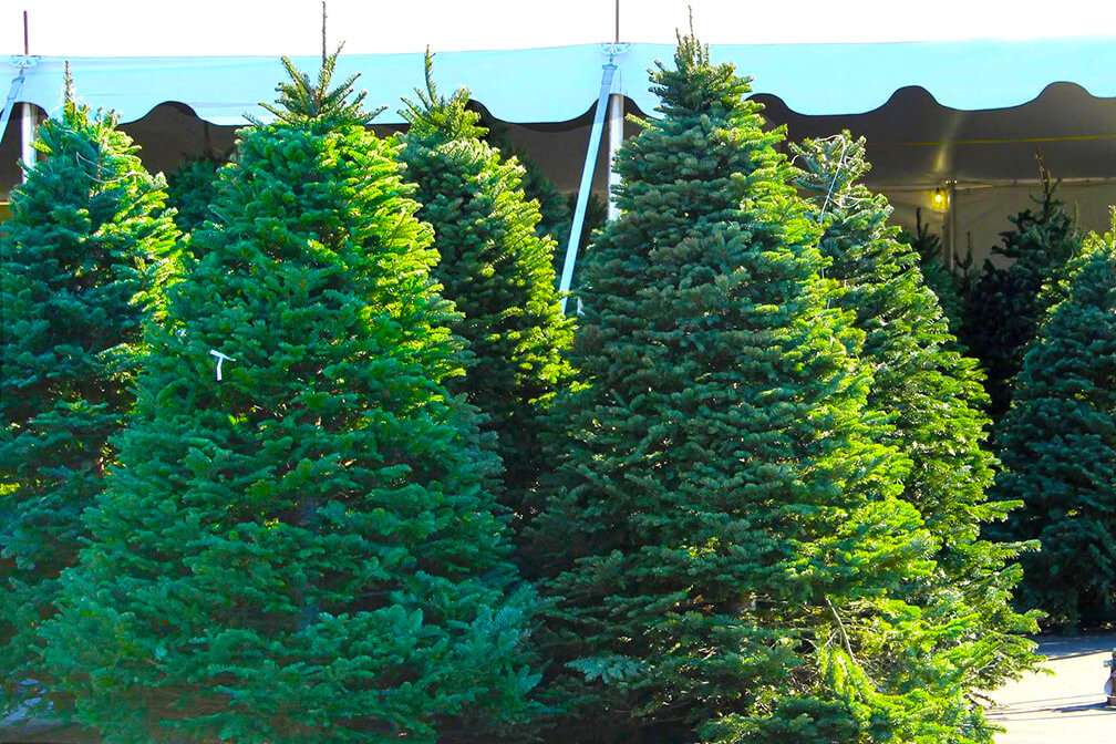 Valley View Christmas Trees | 1998-1984 E Guadalupe Rd, Tempe, AZ 85283, USA | Phone: (480) 318-7960