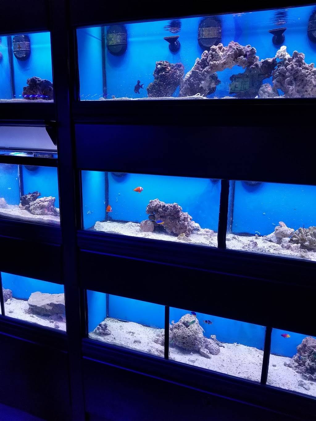 Aquarium MasterMinds LLC | 4120 Secor Rd, Toledo, OH 43623 | Phone: (419) 376-3622