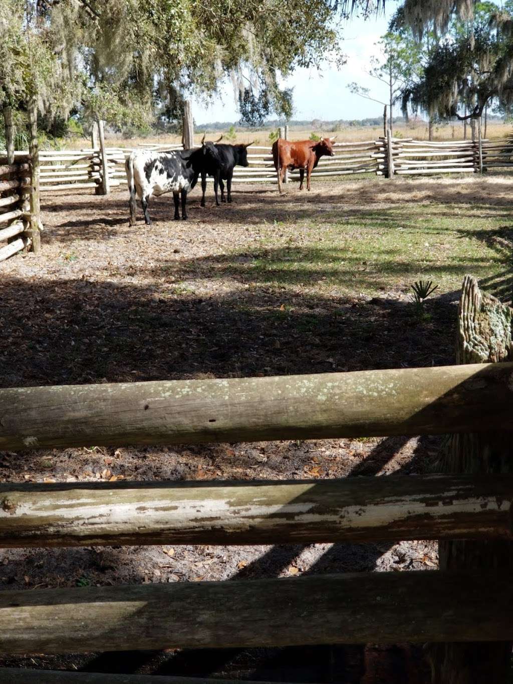 Cow Camp at Lake Kissimmee State Park | 14248 Camp Mack Rd, Lake Wales, FL 33898 | Phone: (863) 696-1112