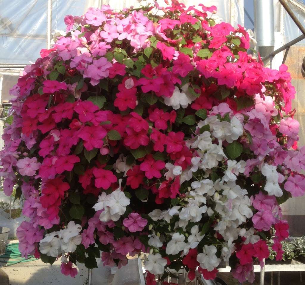 Konjoians Greenhouses | 221 Chandler Rd, Andover, MA 01810, USA | Phone: (978) 375-9303