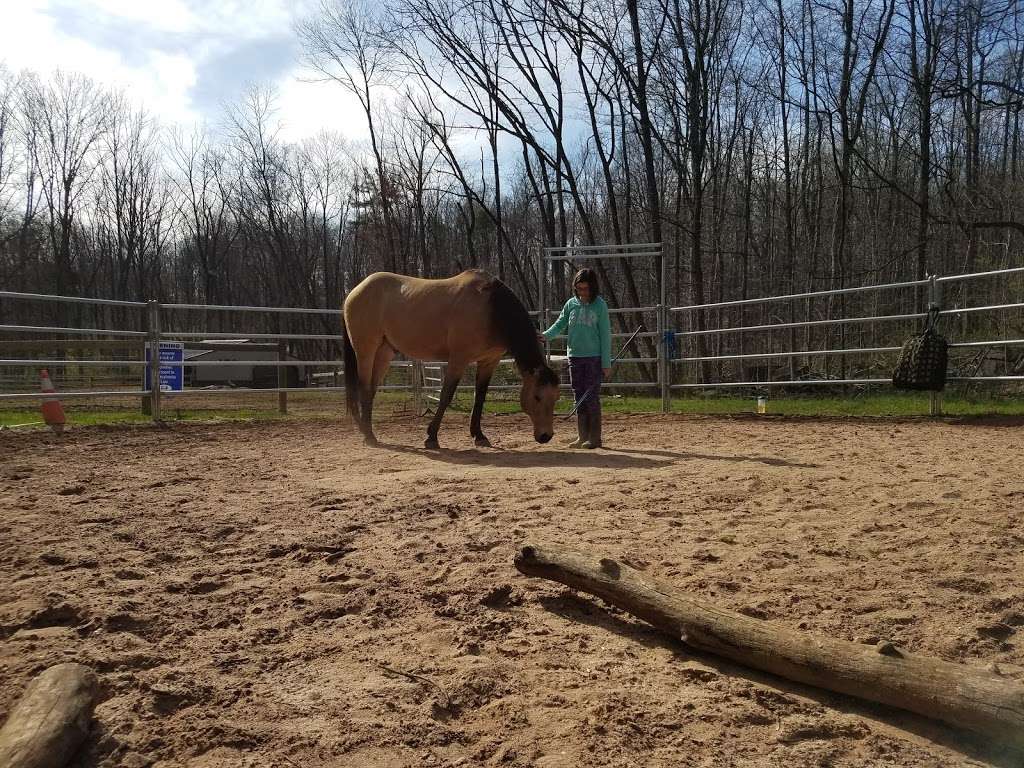 Take Heart Counseling And Equine Assisted Therapy | 4675 New Holland Rd, Mohnton, PA 19540, USA | Phone: (717) 917-7137