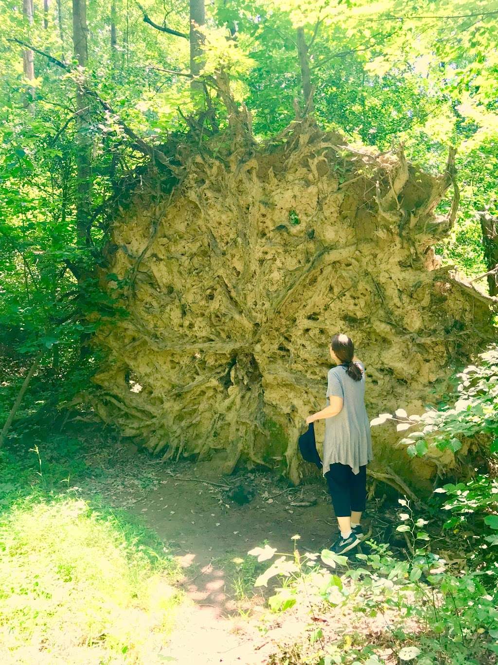 Walker Nature Center Campfire Ring | The Turquoise Trail, Reston, VA 20191