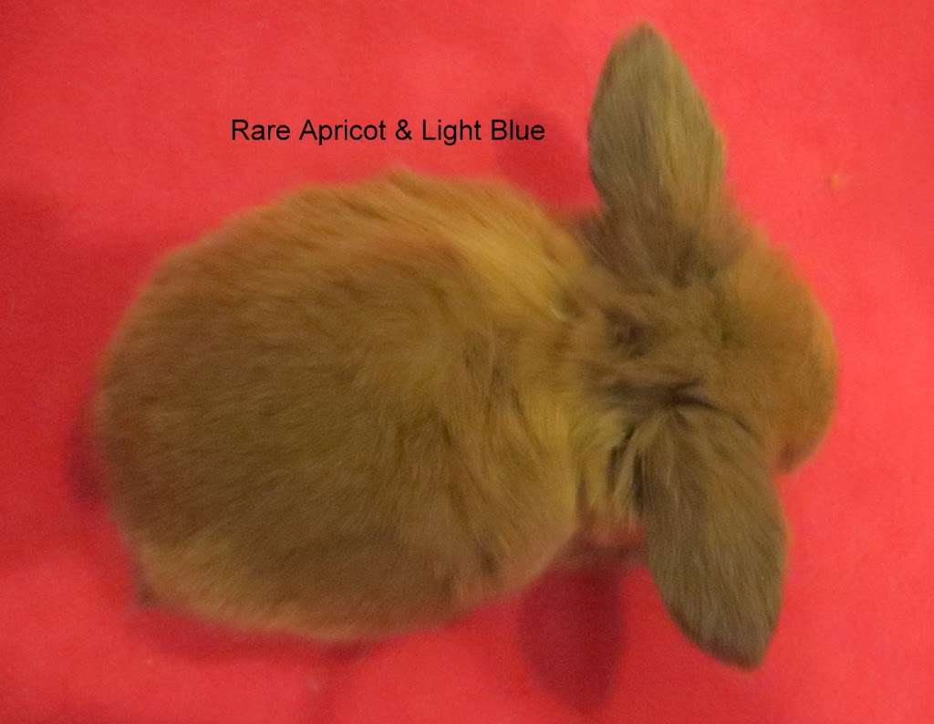 Sweet Dream Tiny Lop Rabbitry | 826 Green Valley Rd, Jackson, NJ 08527 | Phone: (732) 806-7370