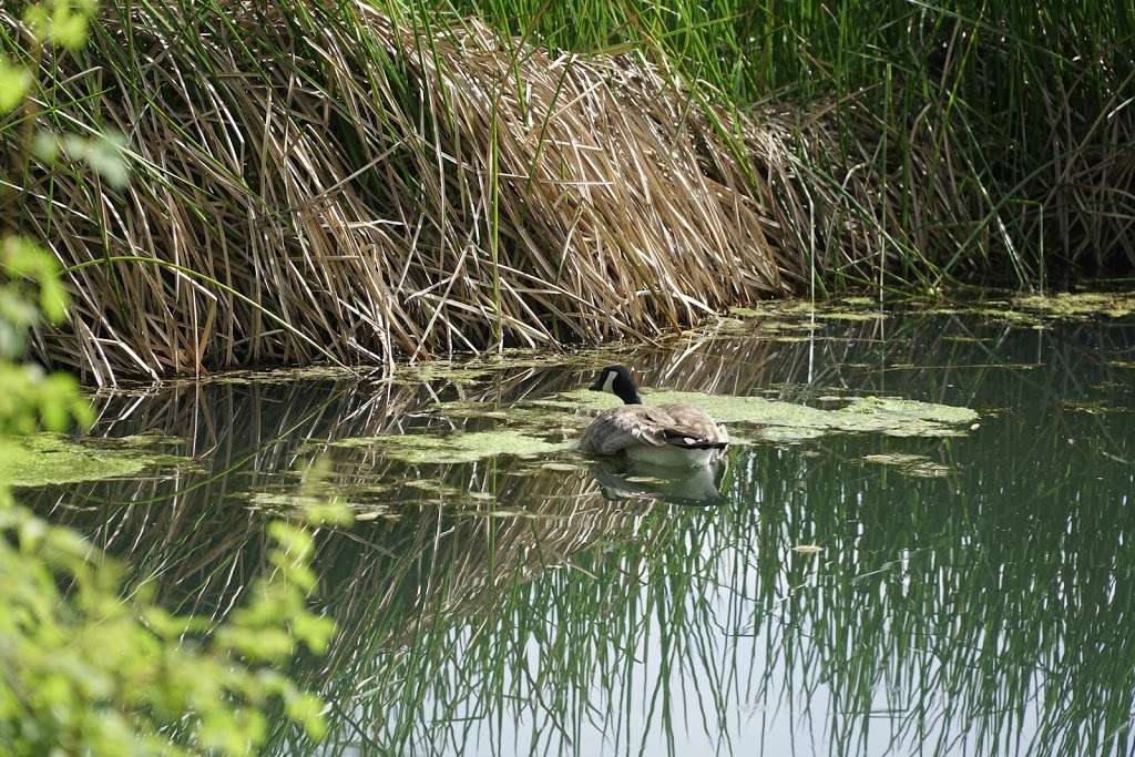 Chino Creek Wetlands and Educational Park | 5899 Kimball Ave, Chino, CA 91708 | Phone: (909) 993-1600