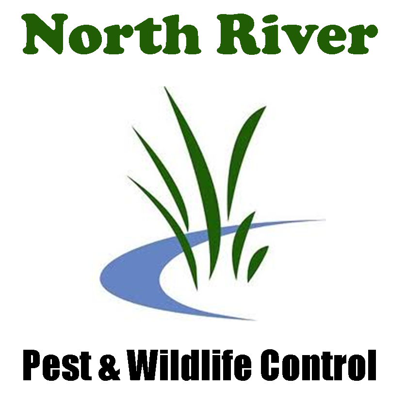 Northriver Pest & Wildlife Control | 73 Plymouth St, Halifax, MA 02338, USA | Phone: (339) 244-4507