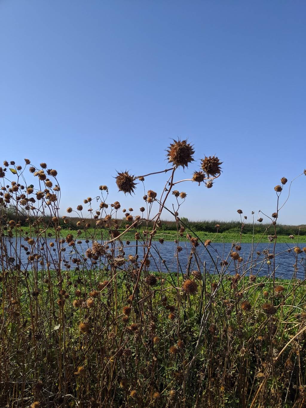 Yolo Bypass Wildlife Area | 45211 Co Rd 32B, Davis, CA 95618, USA | Phone: (916) 445-0411