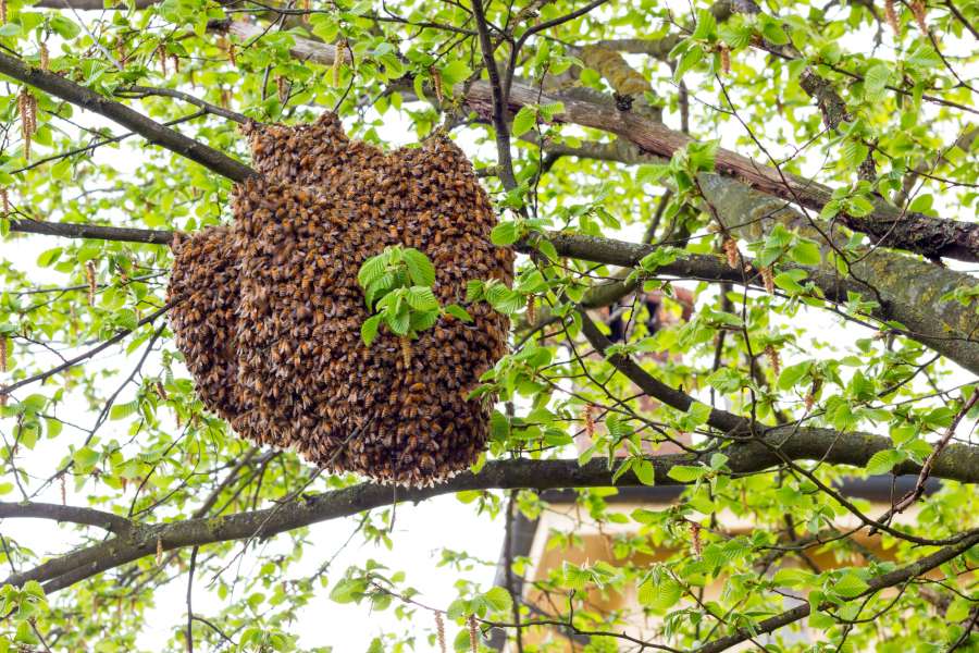 Florida Bee Removal | 10867 Country Haven Dr, Lakeland, FL 33809, USA | Phone: (813) 381-2337