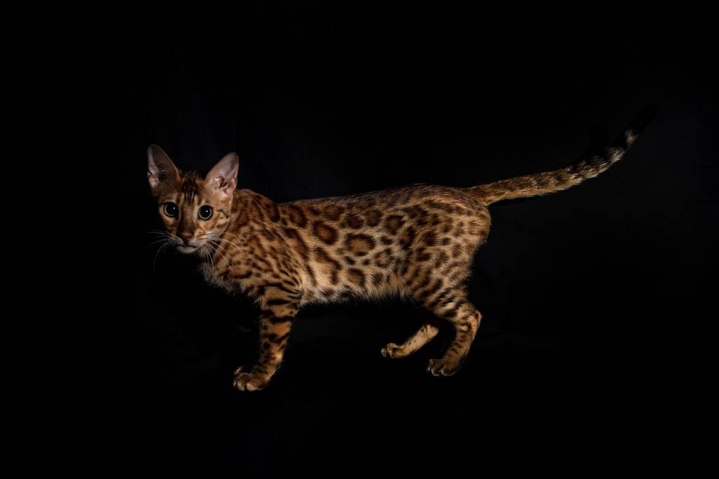 Lucky 1st Bengal Kittens | 52 Rhodes Cir, Hingham, MA 02043, USA | Phone: (781) 749-3790