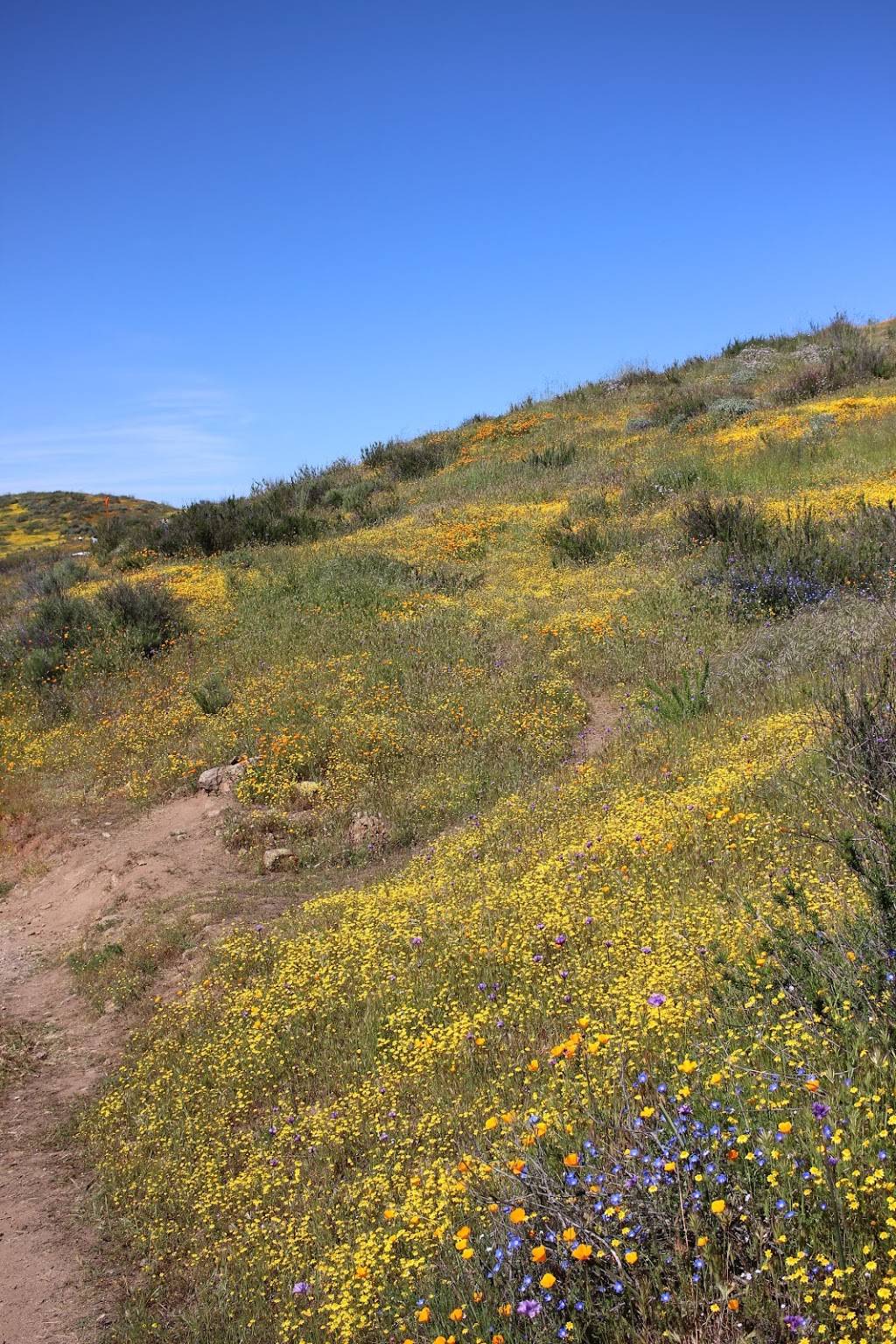 Diamond Valley Wild Flower Trail | 454250022, Hemet, CA 92545, USA