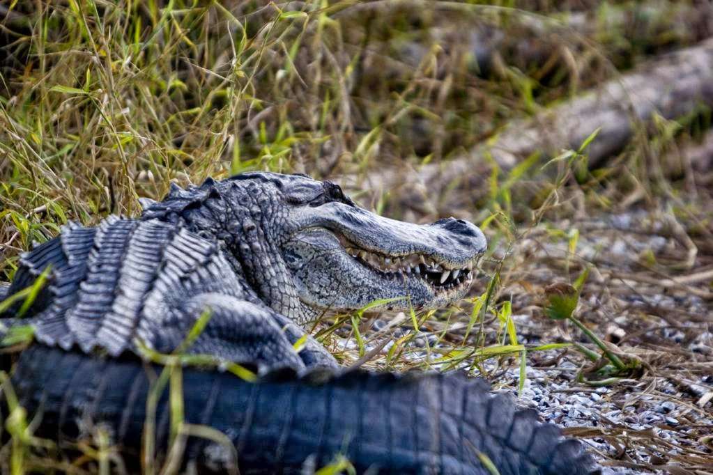 Airboat Rides Melbourne | 6000 Lake Washington Rd, Melbourne, FL 32934, USA | Phone: (321) 288-3997