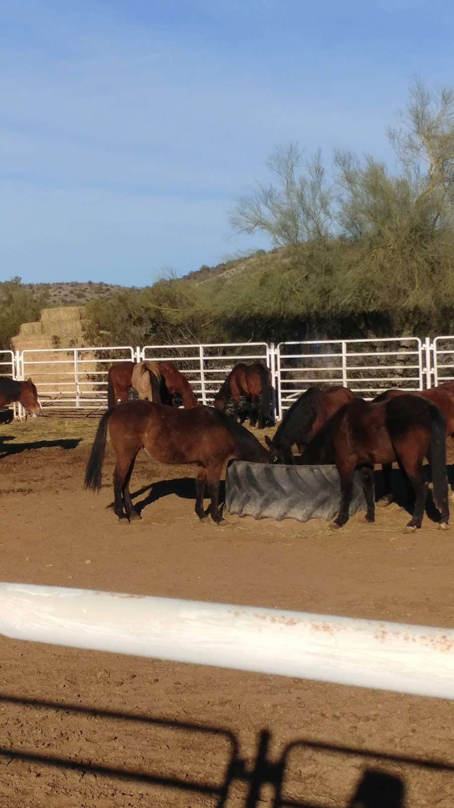 Corral West Horse Adventures | 14401 W Arena Dr #9019, Goodyear, AZ 85338, USA | Phone: (480) 450-2651