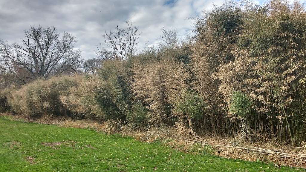 Bamboo Forest Rutgers Gardens | 126 Log Cabin Rd, East Brunswick, NJ 08816, USA