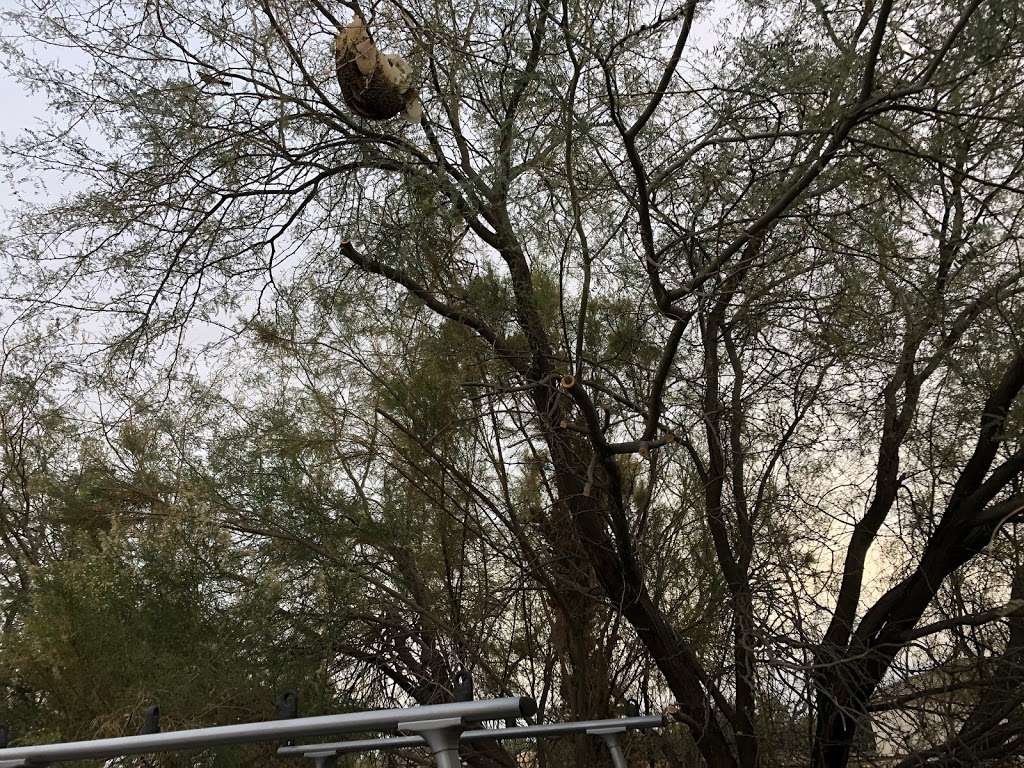 Abello Bees - Bee Removal Phoenix | 6980 E Sahuaro Dr #1092, Scottsdale, AZ 85254, USA | Phone: (480) 334-2746