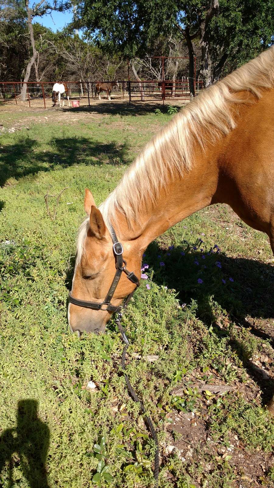 Spring Creek Stables | 21860 Babcock Rd, San Antonio, TX 78255, USA | Phone: (210) 784-0051