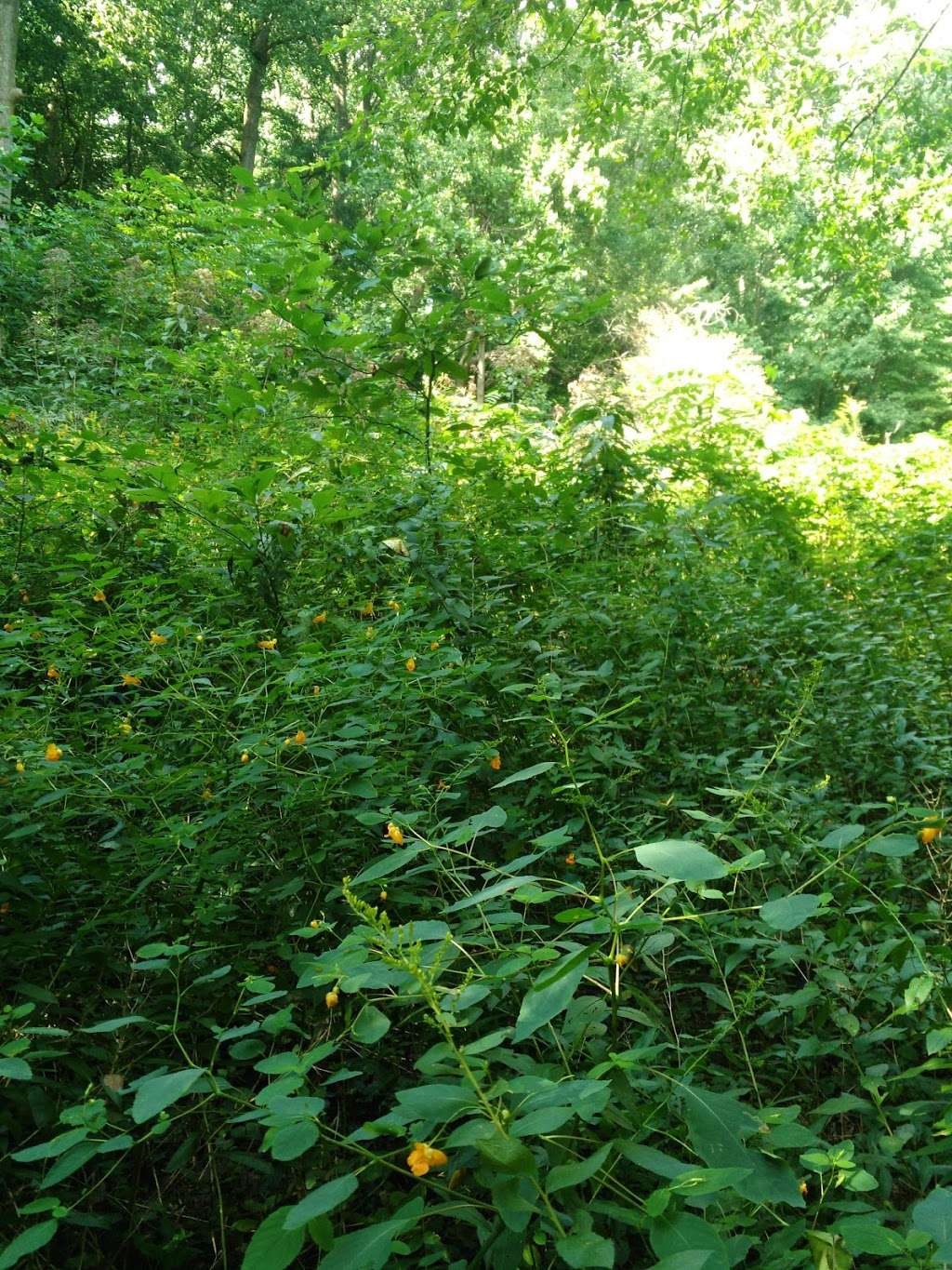 Carpenters Woods | 7049 Greene St, Philadelphia, PA 19119, USA | Phone: (929) 239-8158