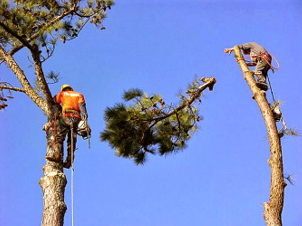 Metro Tree & Stump Service | 10101 Naples St NE, Blaine, MN 55449 | Phone: (763) 785-9779