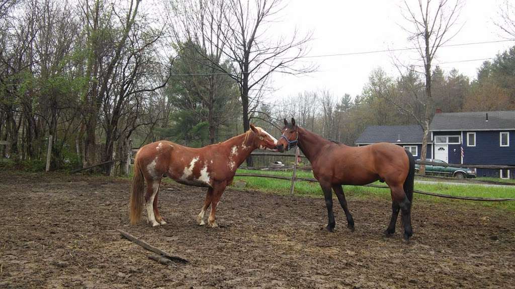 Heald Street Horse Farm | 28 Heald St, Pepperell, MA 01463, USA | Phone: (978) 302-8024