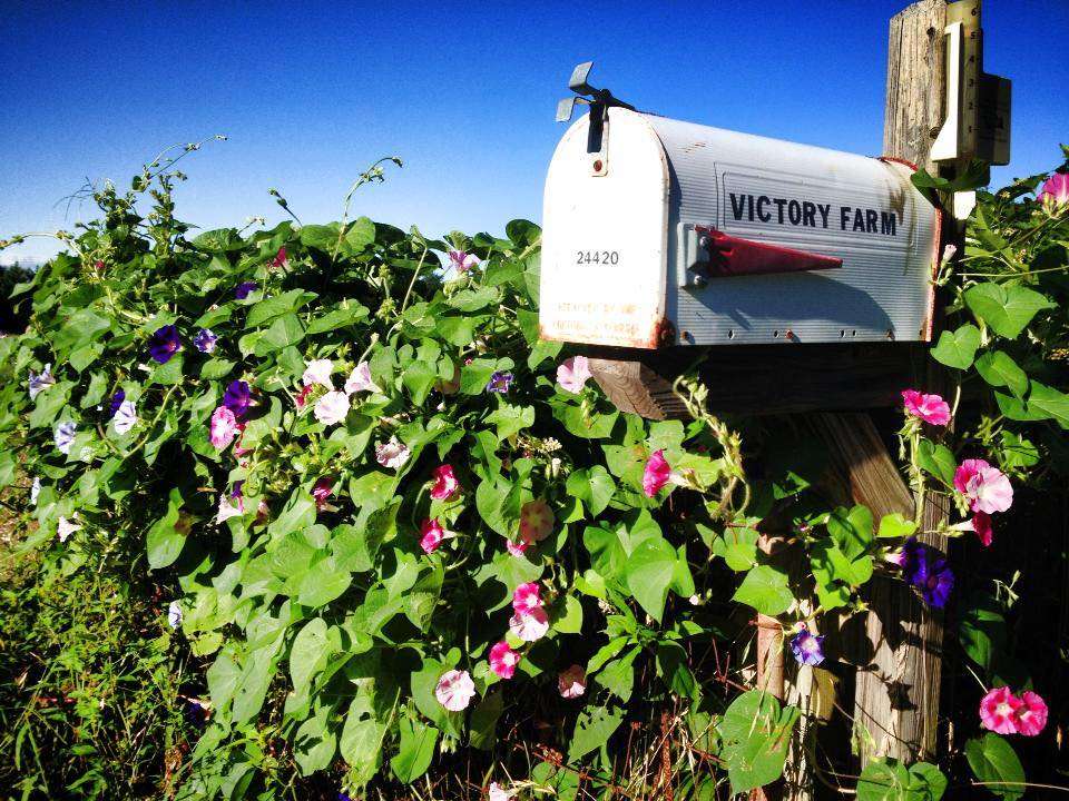 Victory Farm | 24420 Chestertown Rd, Chestertown, MD 21620, USA | Phone: (410) 778-4669