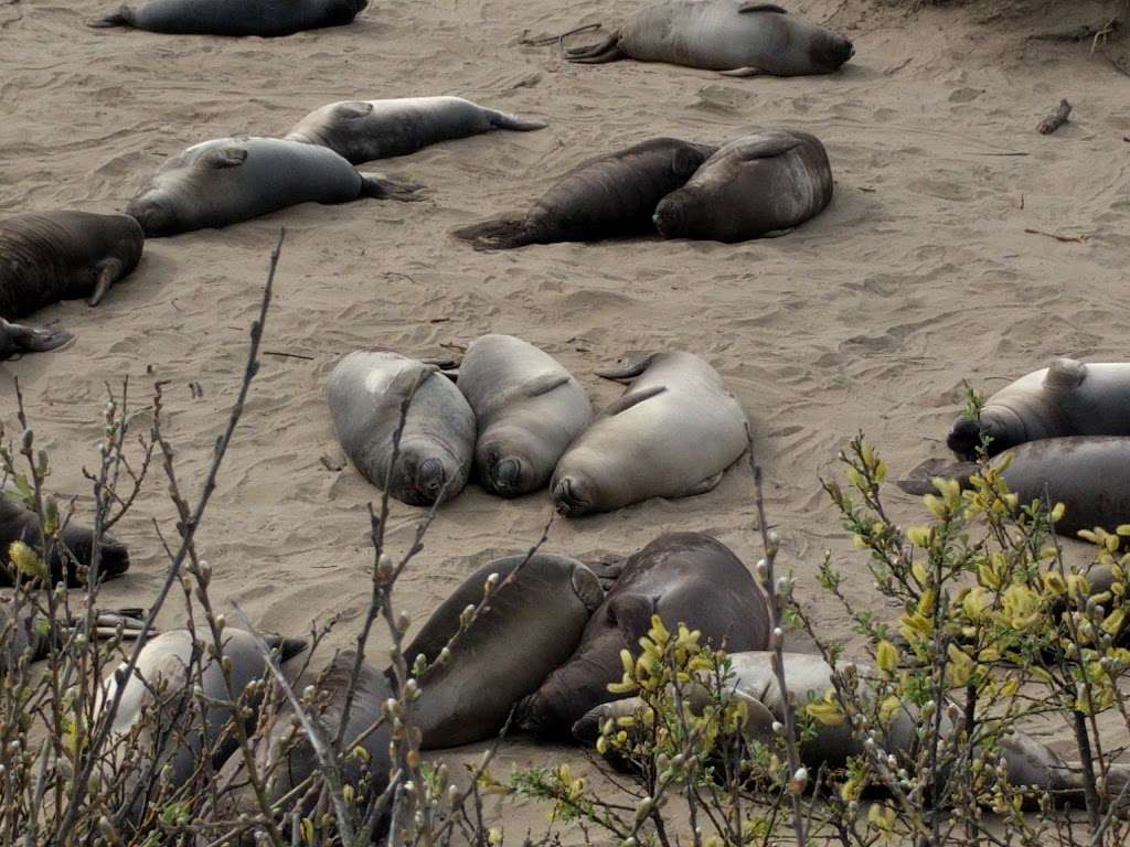 Año Nuevo State Park | California, USA