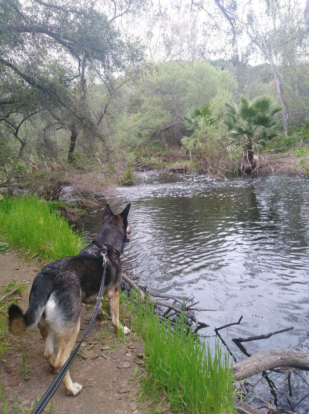 Peñasquitos Creek Park | Camino Del Sur & Park Village Rd, San Diego, CA 92129, USA | Phone: (619) 525-8213