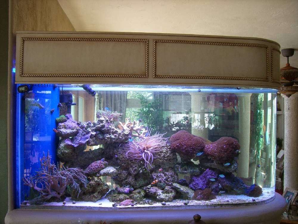 Atlantic Reef Tanks | 1105 S Atlantic Ave, New Smyrna Beach, FL 32169, USA | Phone: (386) 690-0101