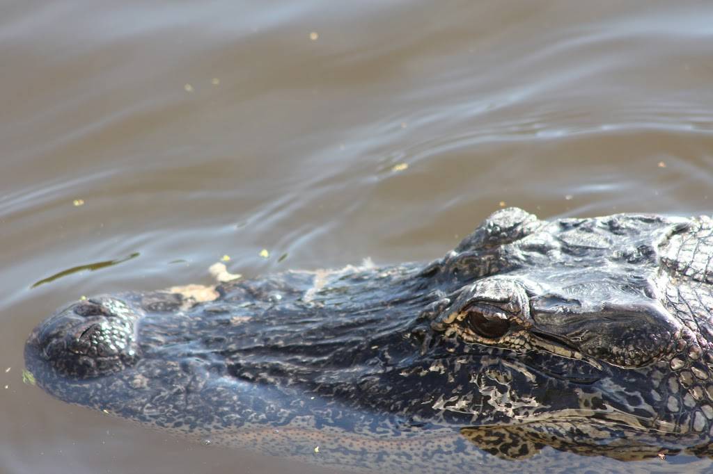 Ultimate Swamp Adventures | 450 Laroussini St, Westwego, LA 70094, USA | Phone: (504) 566-1290