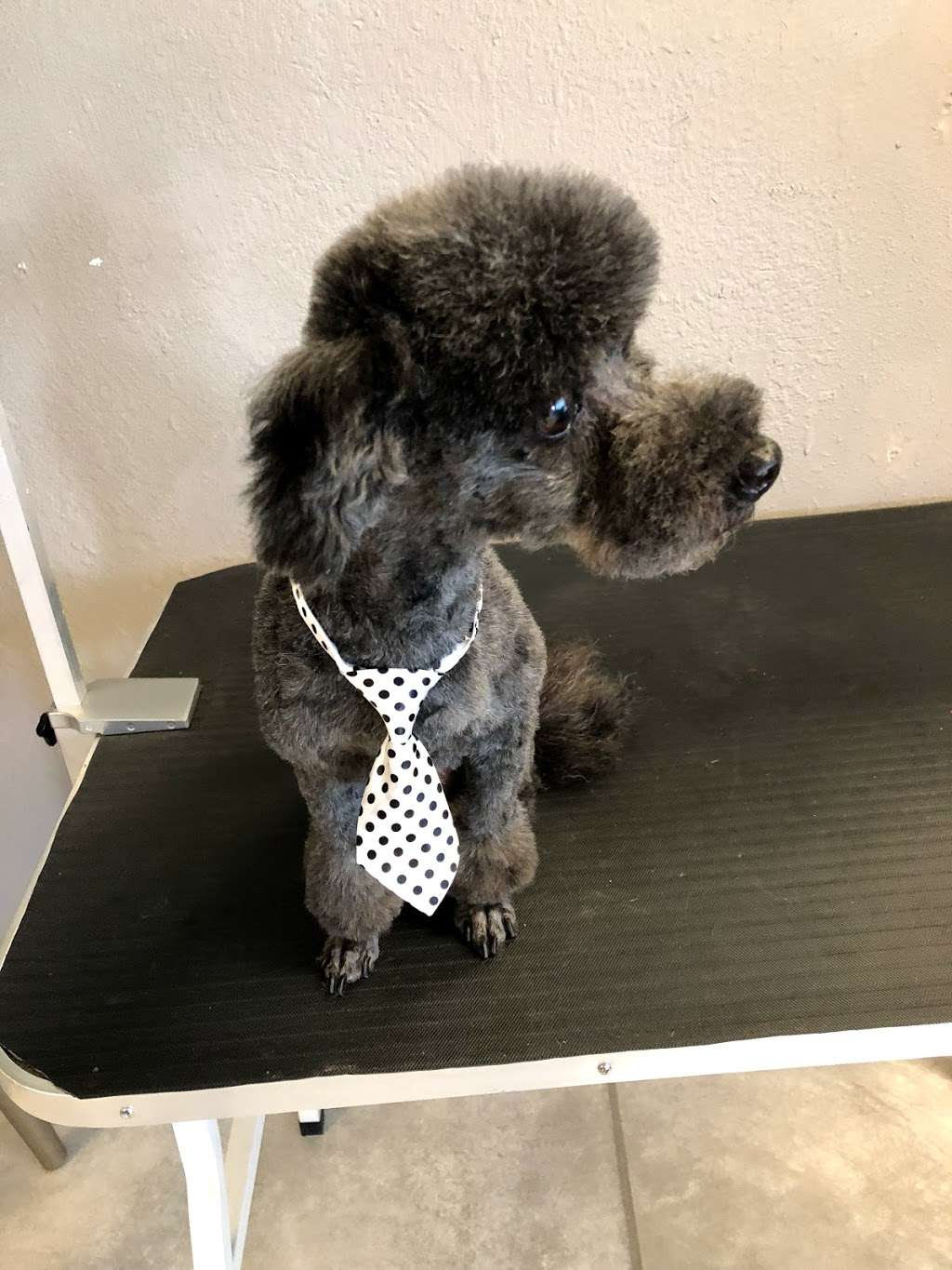 THE DOG HOUSE Grooming Salon | 2535 Meadow Ln, Lakeland, FL 33801 | Phone: (863) 937-8864