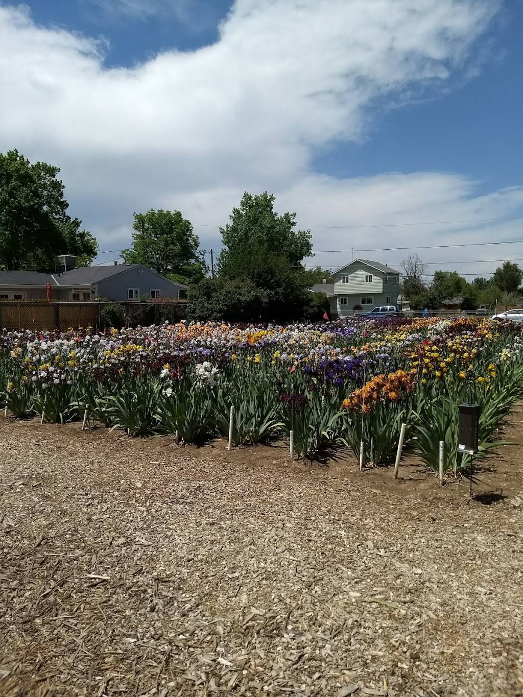 Iris 4U Iris Garden | 2700 W Amherst Ave, Denver, CO 80236, USA | Phone: (303) 789-4747