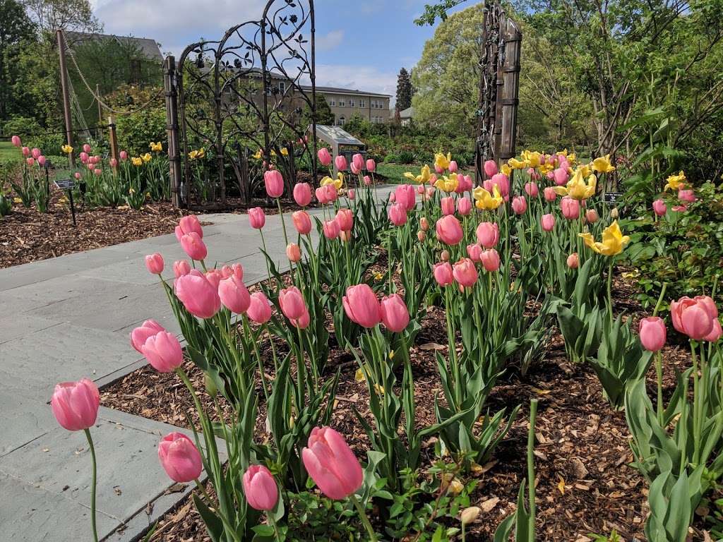 Dean Bond Rose Garden | 500 College Ave, Swarthmore, PA 19081, USA | Phone: (610) 328-8025