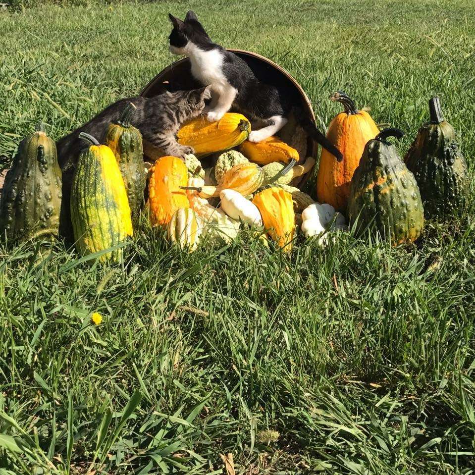 Barlow Farms LLC - Mums, Pumpkins & Gourds | 551 Clinton St, Osborn, MO 64474 | Phone: (816) 449-8082