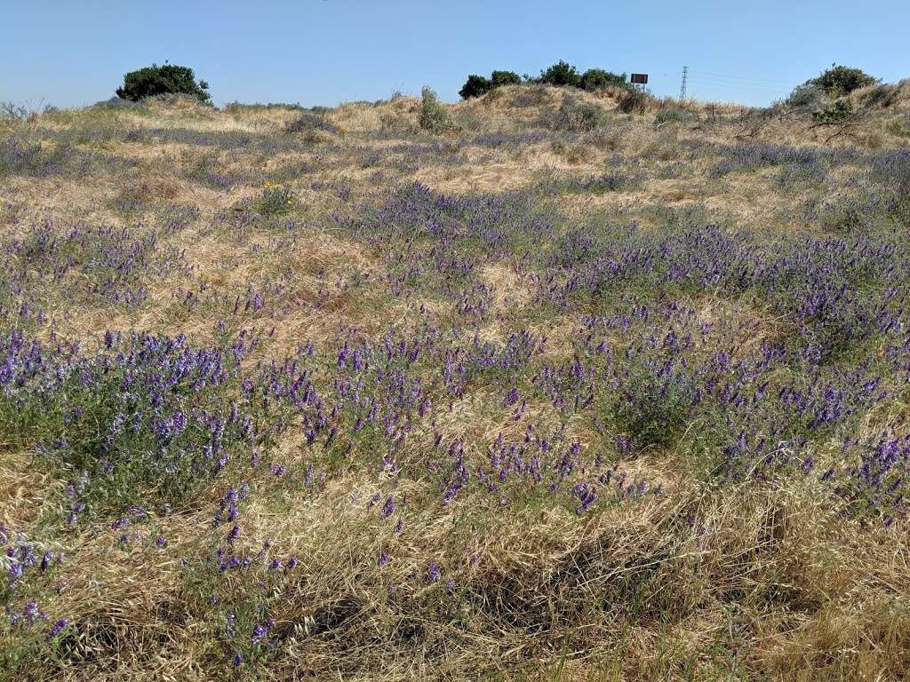 Antioch Dunes National Wildlife Refuge | 501 Fulton Shipyard Rd, Antioch, CA 94509, USA | Phone: (707) 769-4200