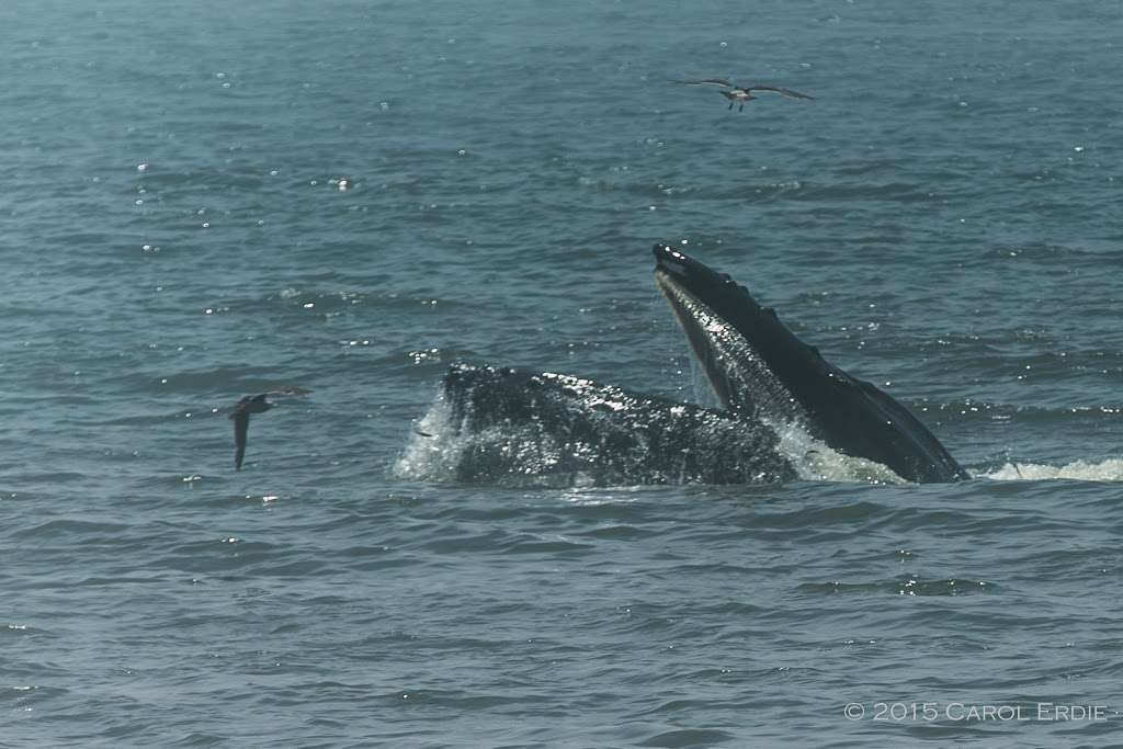 The Douglas Beach House | 307 Mirada Rd, Half Moon Bay, CA 94019 | Phone: (650) 726-4143