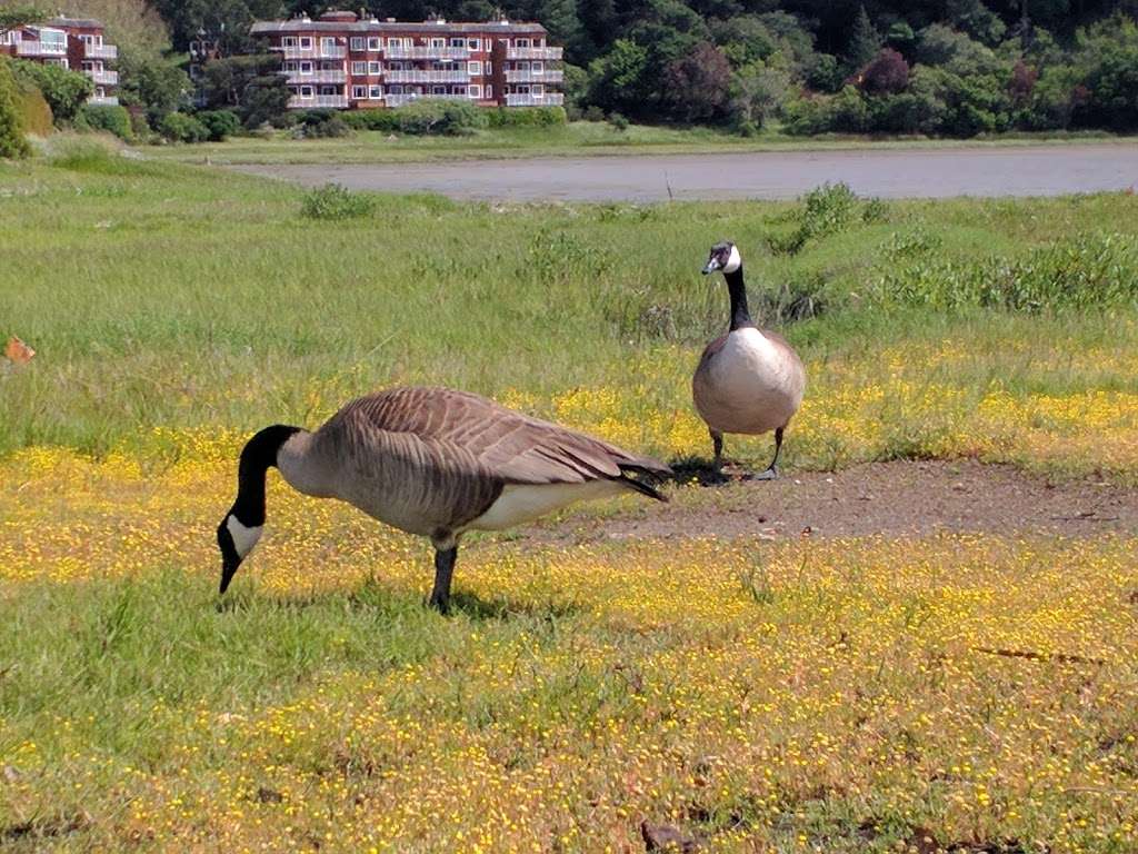 Fitness outdoor workout | 107 Seminary Dr, Mill Valley, CA 94941, USA