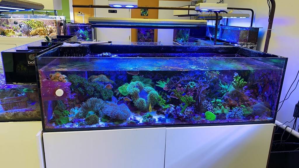 Amazing Aquariums & Reefs | 646 E Katella Ave, Orange, CA 92867, USA | Phone: (714) 928-5299