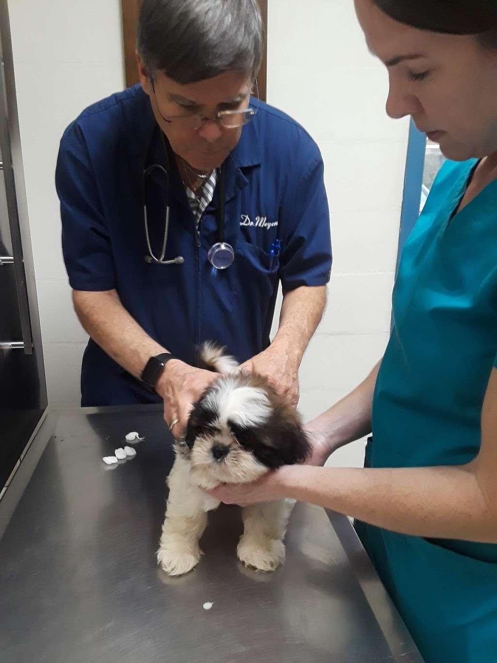 Garden Street Animal Hospital | 2220 Garden St, Titusville, FL 32796, USA | Phone: (321) 267-4615