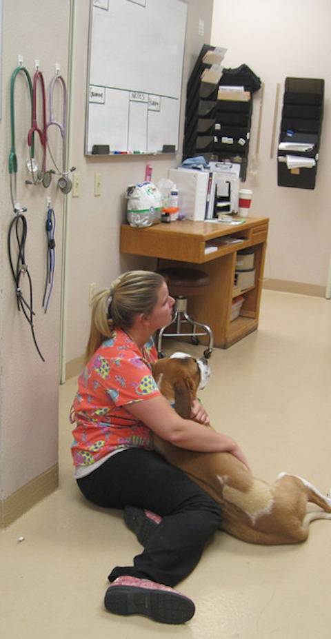 Stonecrest Animal Hospital | 4626 E Thunderbird Rd Suite 100, Phoenix, AZ 85032, USA | Phone: (602) 996-0966