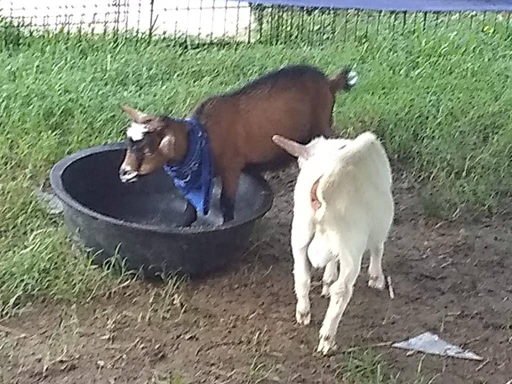 Goat Yoga Nashville | 9837 Split Log Rd, Brentwood, TN 37027, USA | Phone: (615) 295-0088