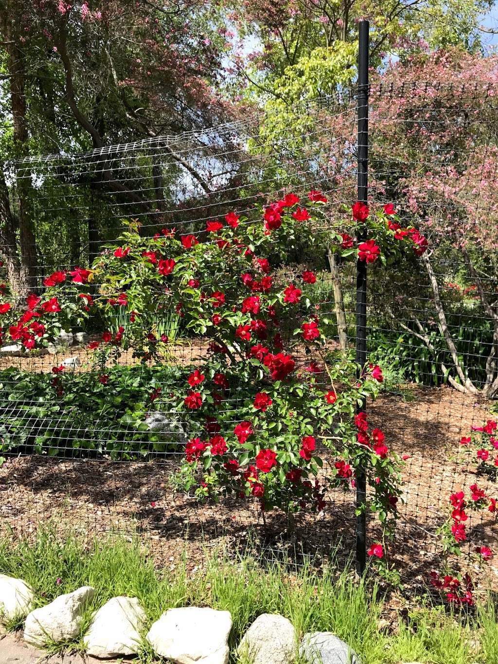 California Garden | La Cañada Flintridge, CA 91011